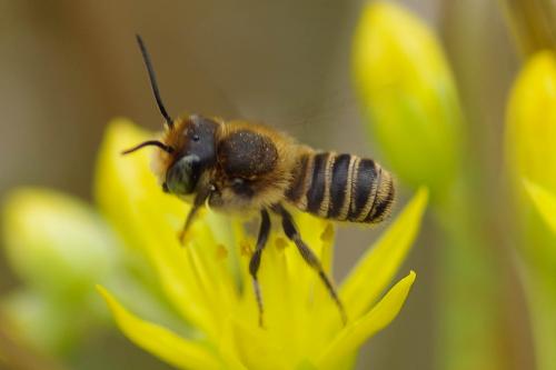 Megachile sp.